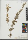 Foto von Salix alba L.
